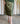 Olives Skirt ruffles & olives organza top